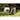 STIHL GHE 355